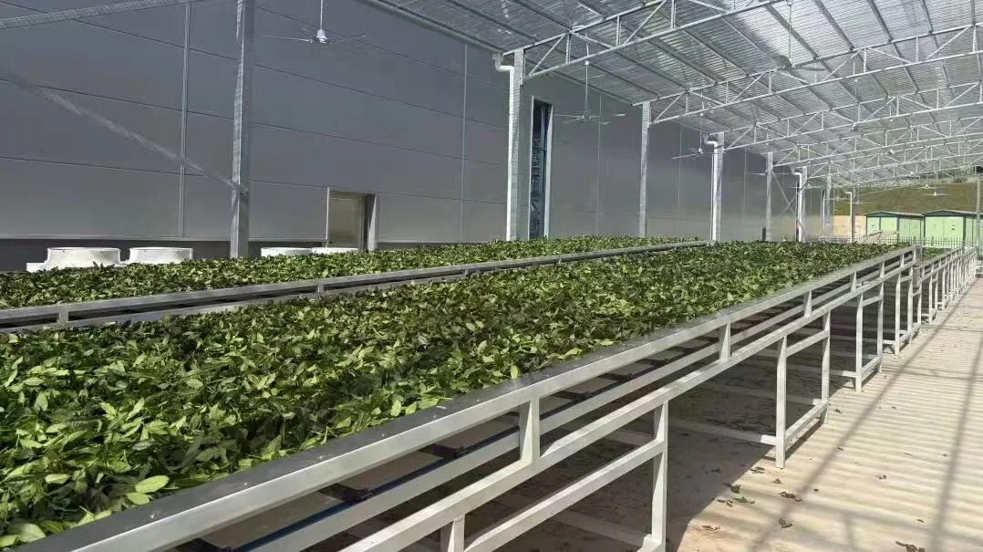 Fresh tea leaves entering production equipment for FEISHUIJI process context