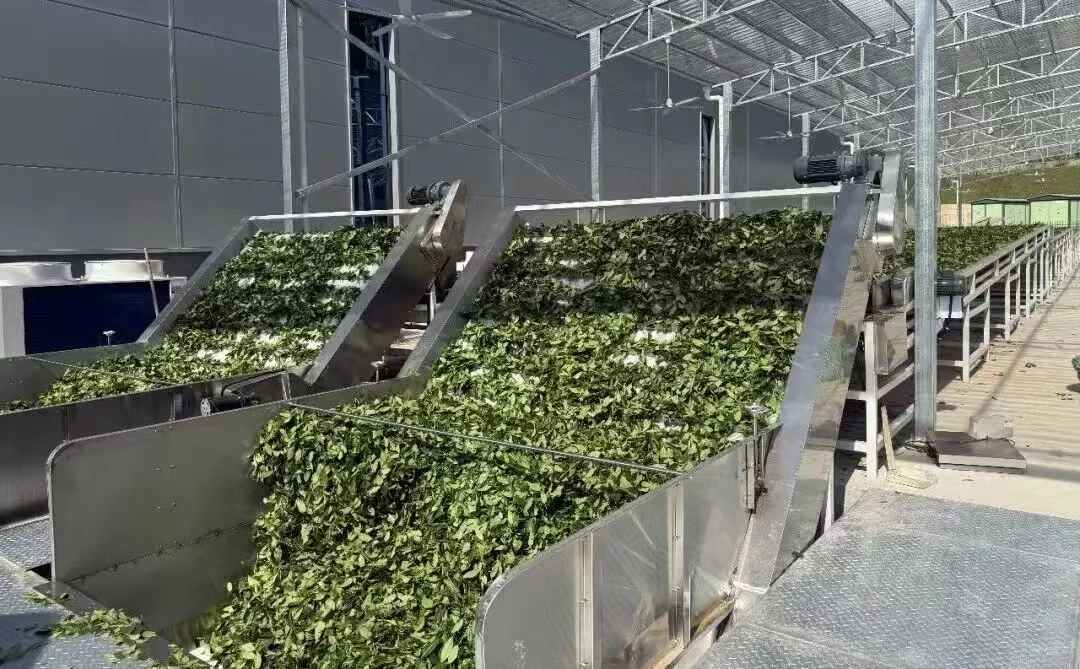 Fresh oolong tea leaves arranged on wide withering trays in a Fujian tea production process